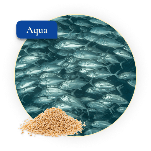 Aqua