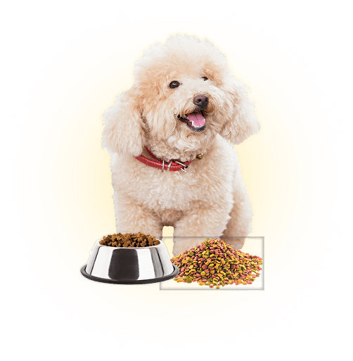 Image Dog
