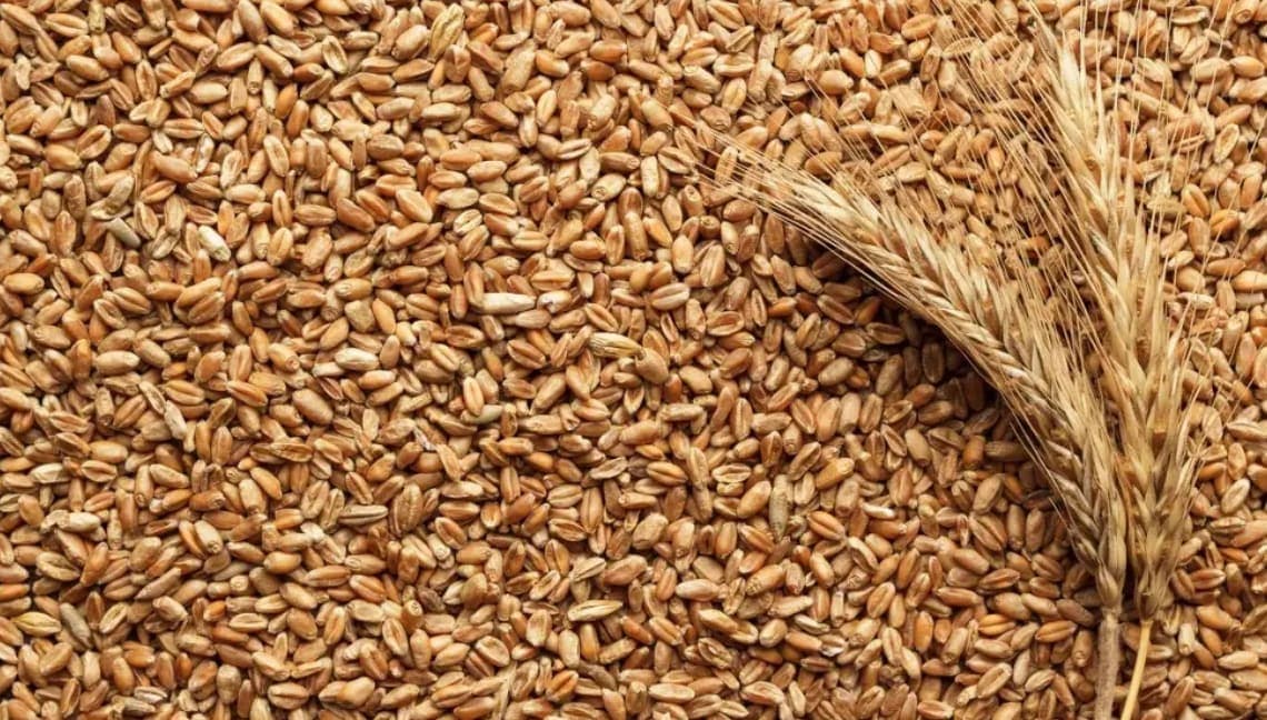 Feed industry uses a record quantity of grains