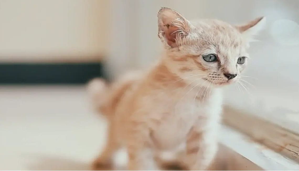 The Three Rs in the Pet World