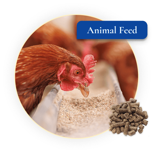 Animal Feed