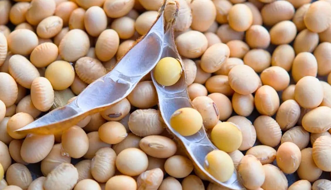 Argentina’s Soy Planting Reaches Full Speed, First Plants Show Good Condition
