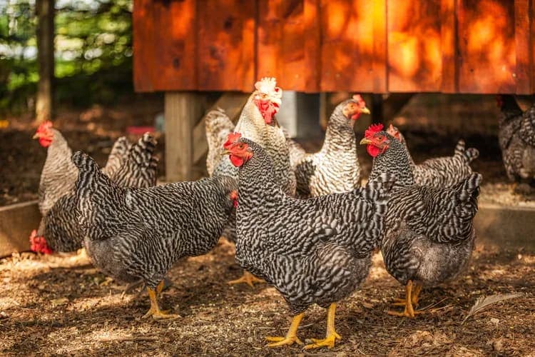 Top 5 Popular Backyard Chicken Breeds
