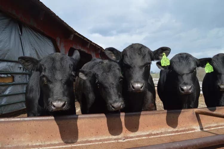 Alltech, ADM Joint Venture to Bring Scale and Innovation to Animal Nutrition